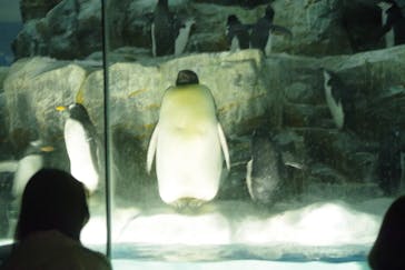 名古屋港水族館に投稿された画像（2025/3/28）