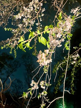 六義園に投稿された画像（2025/3/28）