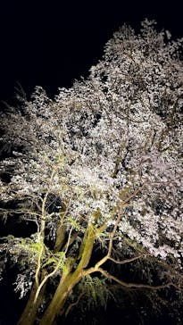 六義園に投稿された画像（2025/3/28）