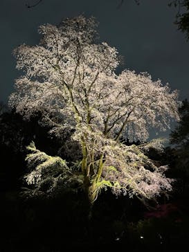 六義園に投稿された画像（2025/3/28）