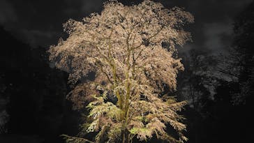 六義園に投稿された画像（2025/3/28）