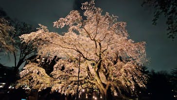 六義園に投稿された画像（2025/3/28）