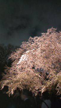 六義園に投稿された画像（2025/3/28）