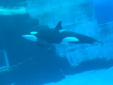 名古屋港水族館に投稿された画像（2025/3/28）