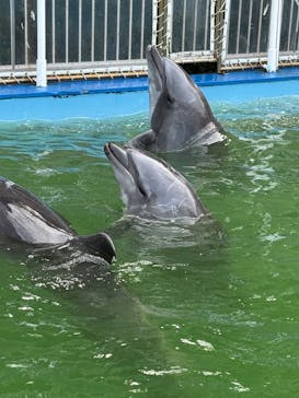 鳥羽湾めぐりとイルカ島に投稿された画像（2025/3/28）
