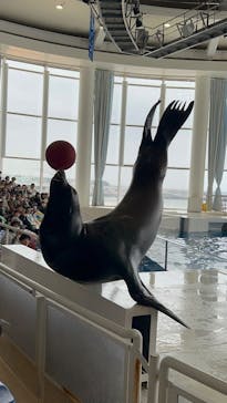 アクアワールド茨城県大洗水族館に投稿された画像（2025/3/28）