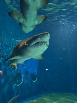 アクアワールド茨城県大洗水族館に投稿された画像（2025/3/28）