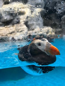 アクアワールド茨城県大洗水族館に投稿された画像（2025/3/28）