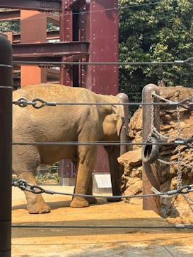 恩賜上野動物園に投稿された画像（2025/3/28）