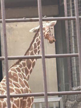 恩賜上野動物園に投稿された画像（2025/3/28）
