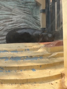 恩賜上野動物園に投稿された画像（2025/3/28）