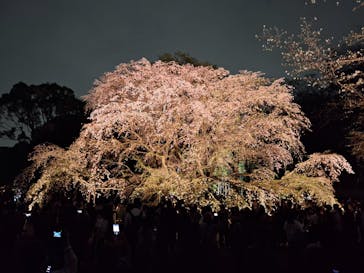 六義園に投稿された画像（2025/3/29）
