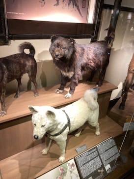 特別展「古代DNA－日本人のきた道」（国立科学博物館）に投稿された画像（2025/3/29）