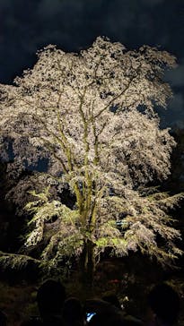 六義園に投稿された画像（2025/3/29）