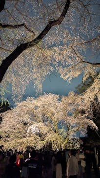 六義園に投稿された画像（2025/3/29）