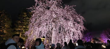 NAKED meets 二条城 2025 観月に投稿された画像（2025/3/29）