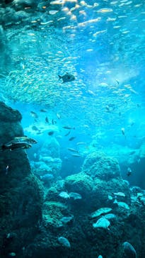 新江ノ島水族館に投稿された画像（2025/3/29）