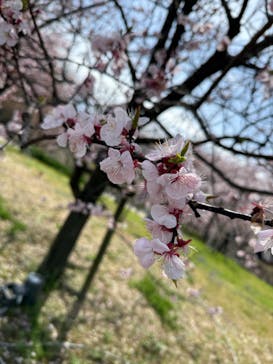 名古屋市東山動植物園に投稿された画像（2025/3/29）