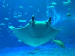 沖縄美ら海水族館に投稿された画像（2025/3/29）