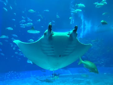 沖縄美ら海水族館に投稿された画像（2025/3/29）