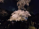 六義園に投稿された画像（2025/3/29）