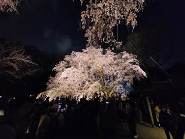 六義園に投稿された画像（2025/3/29）