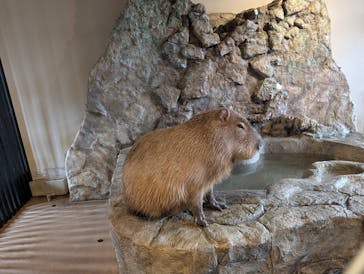 おさるランド＆アニタウン　日光さる軍団劇場に投稿された画像（2025/3/29）