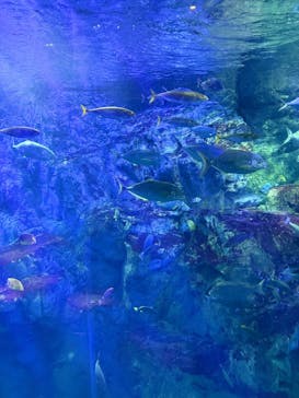 大分マリーンパレス水族館 「うみたまご」に投稿された画像（2025/3/29）