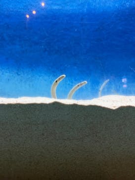 大分マリーンパレス水族館 「うみたまご」に投稿された画像（2025/3/29）