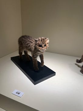 特別展「古代DNA－日本人のきた道」（国立科学博物館）に投稿された画像（2025/3/29）