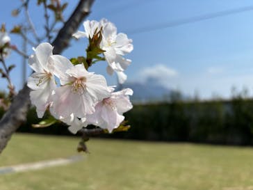 仙巌園に投稿された画像（2025/3/29）
