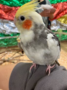 いきもの探検隊湘南に投稿された画像（2025/3/29）