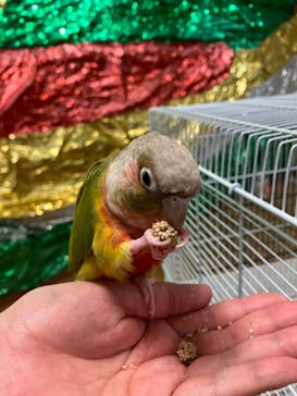 いきもの探検隊湘南に投稿された画像（2025/3/29）