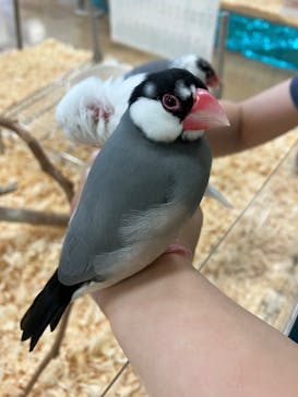 いきもの探検隊湘南に投稿された画像（2025/3/29）