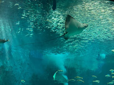 マリンワールド海の中道に投稿された画像（2025/3/29）