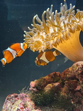 マリンワールド海の中道に投稿された画像（2025/3/29）