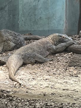 名古屋市東山動植物園に投稿された画像（2025/3/29）