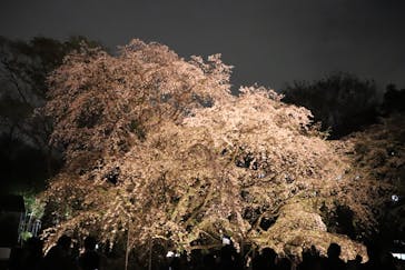 六義園に投稿された画像（2025/3/29）