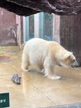 恩賜上野動物園に投稿された画像（2025/3/29）