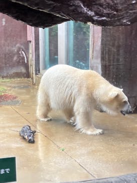恩賜上野動物園に投稿された画像（2025/3/29）