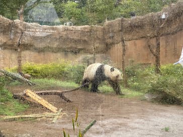 恩賜上野動物園に投稿された画像（2025/3/29）