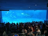 沖縄美ら海水族館に投稿された画像（2025/3/29）