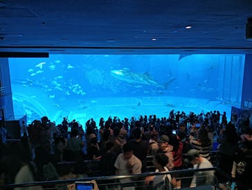 沖縄美ら海水族館に投稿された画像（2025/3/29）