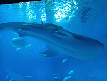 沖縄美ら海水族館に投稿された画像（2025/3/29）