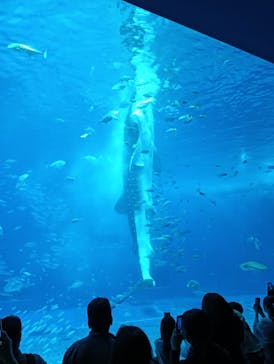 沖縄美ら海水族館に投稿された画像（2025/3/29）