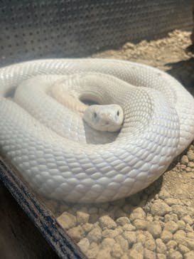 体感型動物園iZooに投稿された画像（2025/3/29）