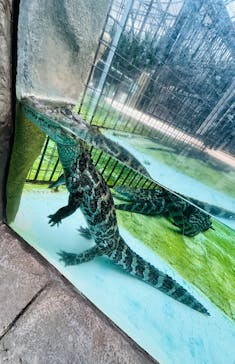 熱川バナナワニ園に投稿された画像（2025/3/29）