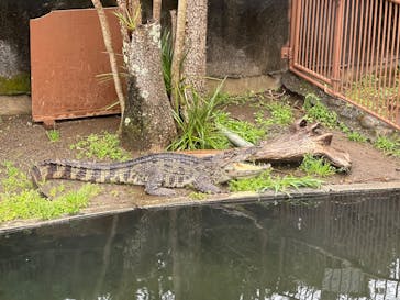 熱川バナナワニ園に投稿された画像（2025/3/29）
