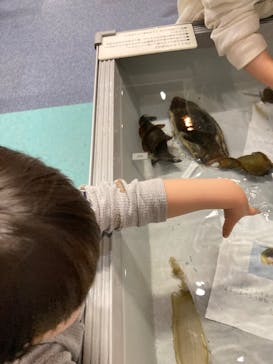 アクアワールド茨城県大洗水族館に投稿された画像（2025/3/29）