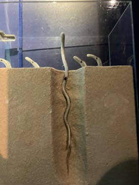 アクアワールド茨城県大洗水族館に投稿された画像（2025/3/29）